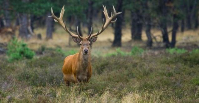 Reewold Veluwe Villa พุทเทิน ภายนอก รูปภาพ