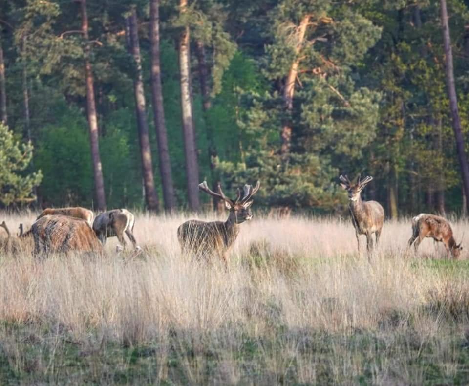 Reewold Veluwe Villa พุทเทิน ภายนอก รูปภาพ